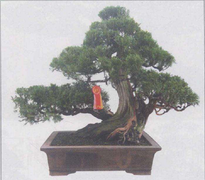 烟台举办黄海明珠杯盆景展