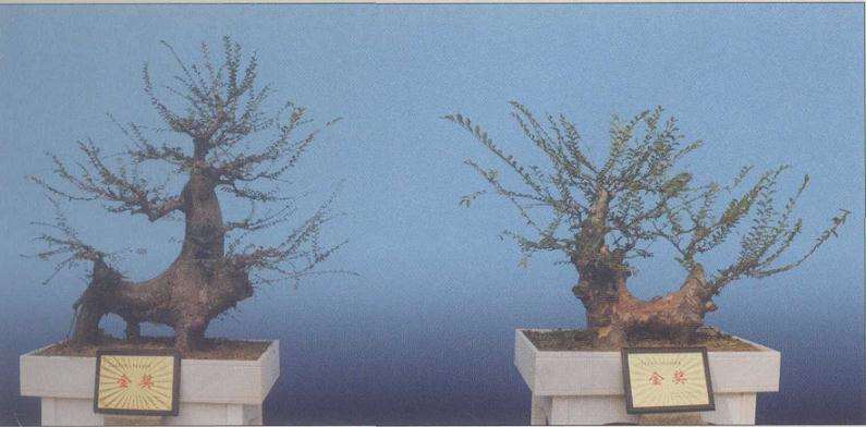 王树杰任董事长的金典盆景园林公司