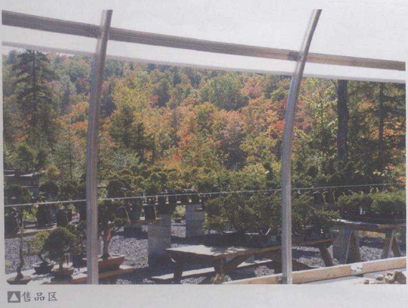 加拿大魁北克盆景协会成员多达200多人