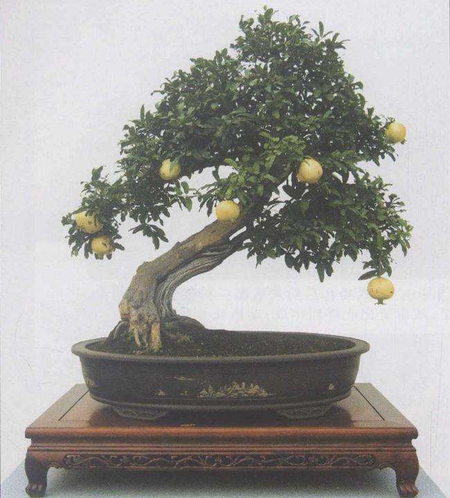 石榴盆景的营养供应不良