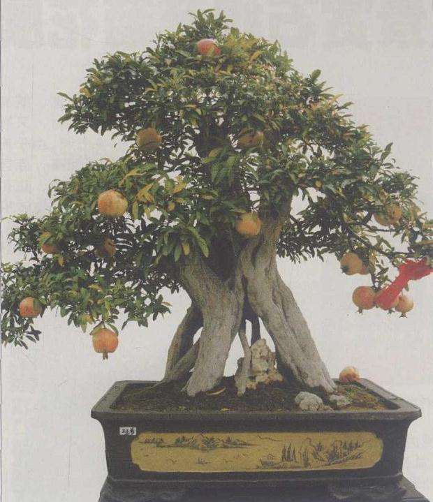 石榴盆景冻伤与药害 有什么后果