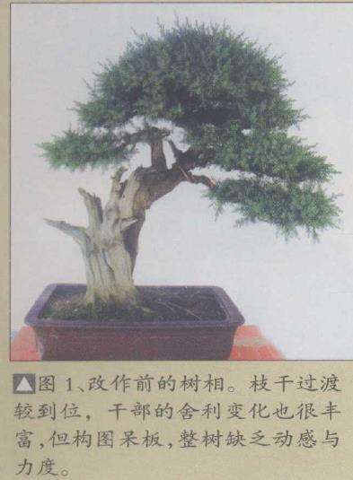 图解 一刺柏盆景怎么改作的10个步骤