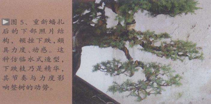 图解 一刺柏盆景怎么改作的10个步骤
