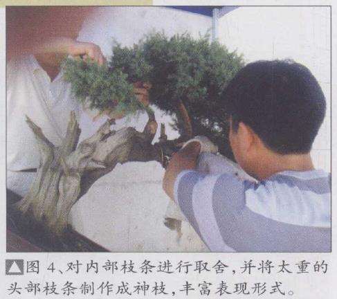 图解 一刺柏盆景怎么改作的10个步骤