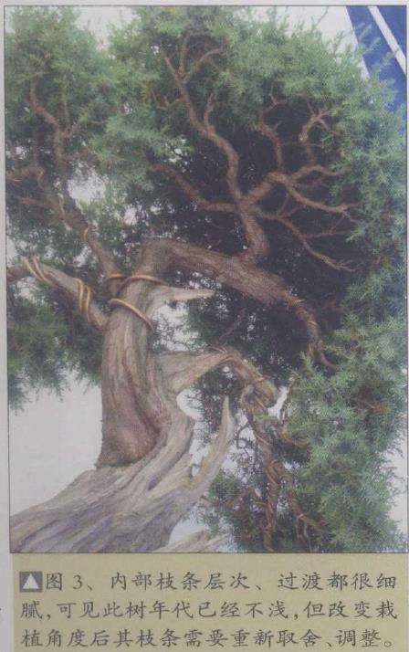 图解 一刺柏盆景怎么改作的10个步骤