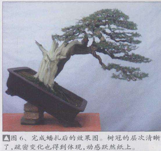 图解 一刺柏盆景怎么改作的10个步骤