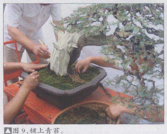 图解 一刺柏盆景怎么改作的10个步骤