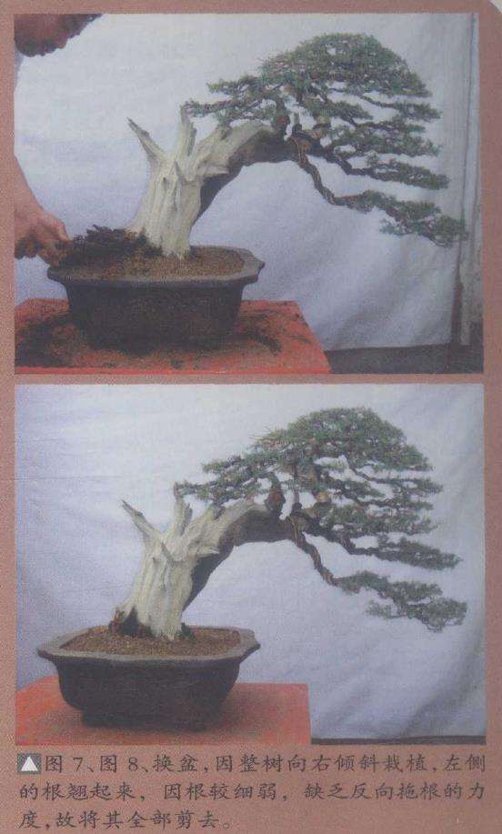 图解 一刺柏盆景怎么改作的10个步骤