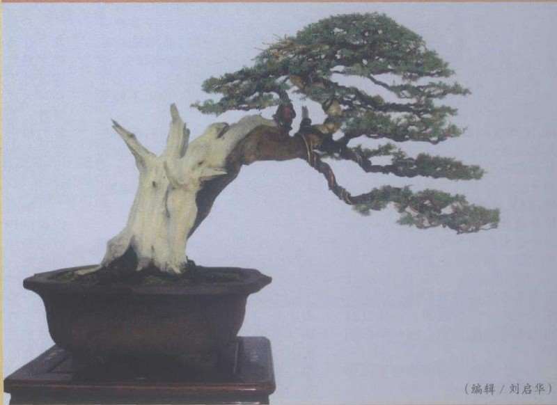 图解 一刺柏盆景怎么改作的10个步骤