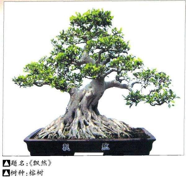 榕树盆景《飘然》怎么制作的4个过程