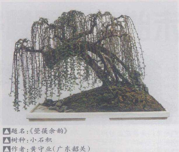 广州举办岭南盆景传承论坛