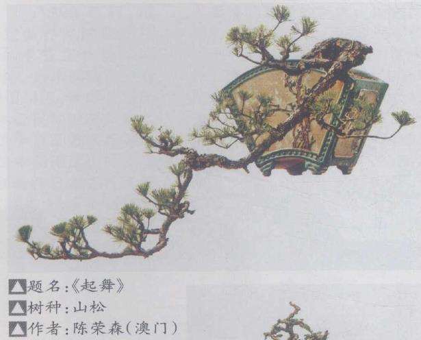 广州举办岭南盆景传承论坛