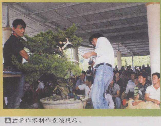 2009年 台湾第十届亚太地区盆景展览会