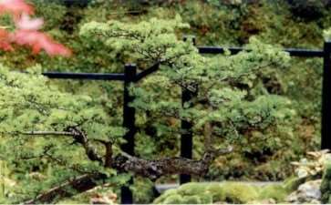 曰式绿色心境花园 图片