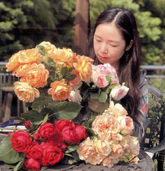 养月季平时需要花后修剪 薄肥勤施
