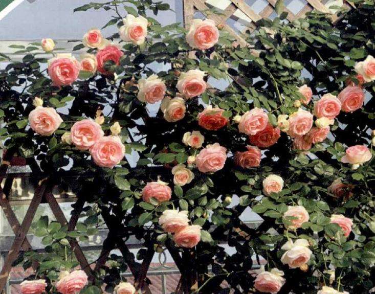 养月季平时需要花后修剪 薄肥勤施