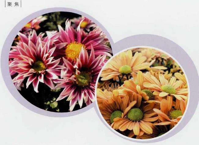 2019 上海举办第十三届中国菊花展