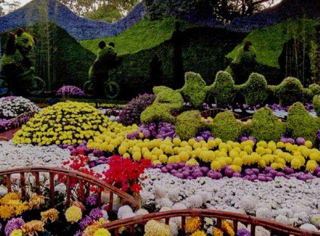 2019 上海举办第十三届中国菊花展