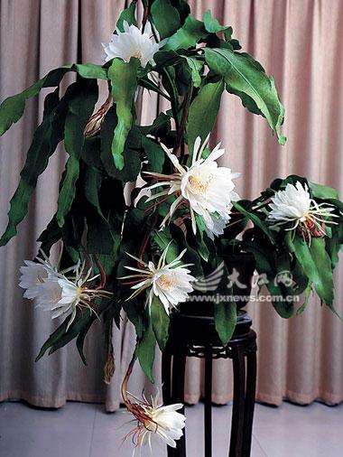 昙花杆子怎么控制高度的方法 图片