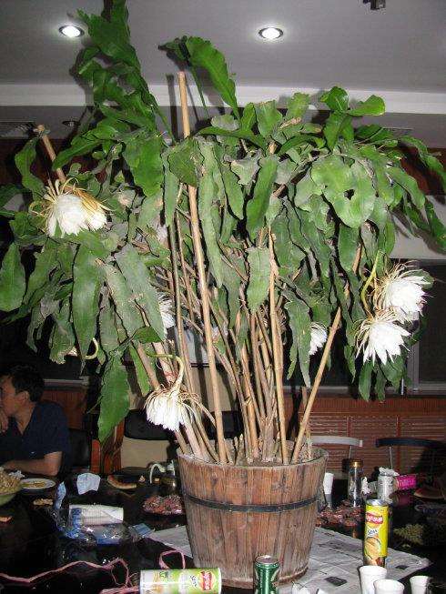 昙花如何搭架的3个方法