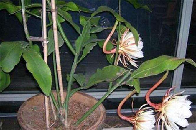 昙花如何搭架的3个方法