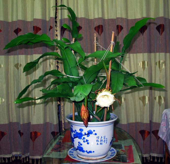 令箭荷花、昙花两者的区别在哪里