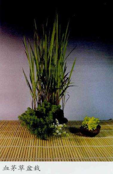 血茅草盆栽怎么栽培养护的4个步骤