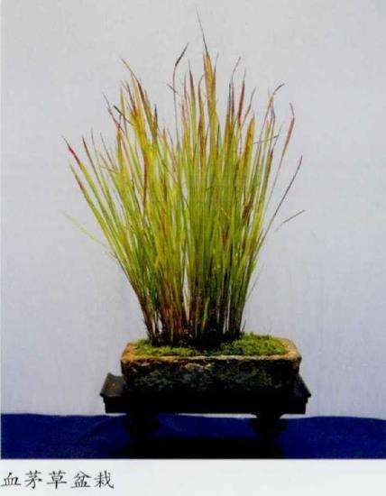 血茅草盆栽怎么栽培养护的4个步骤