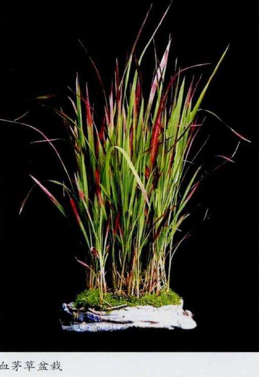 血茅草盆栽怎么栽培养护的4个步骤