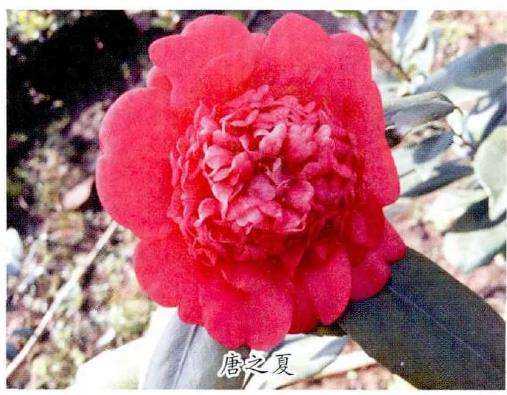 4个茶花登录新品种介绍 图片