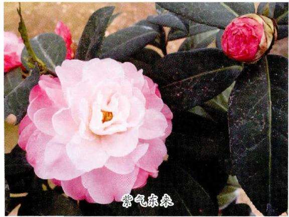 4个茶花登录新品种介绍 图片