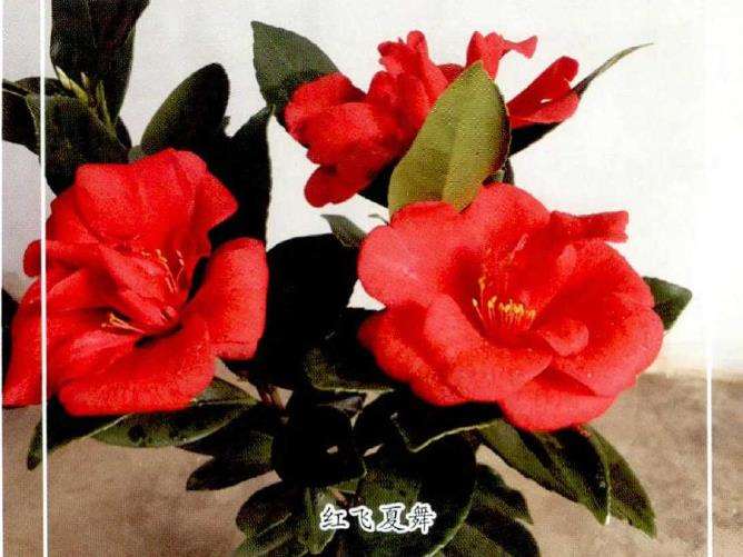 4个茶花登录新品种介绍 图片