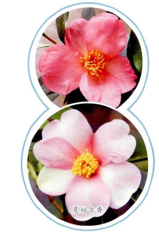4个茶花登录新品种介绍 图片