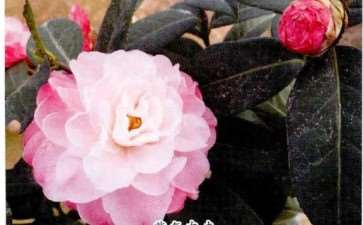 4个茶花登录新品种介绍 图片