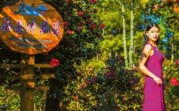 湖北麻城培育茶花苗50万株 图片