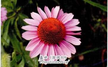 目前松果菊常见的8个栽培品种