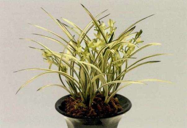 北京世园会兰花国际竞赛