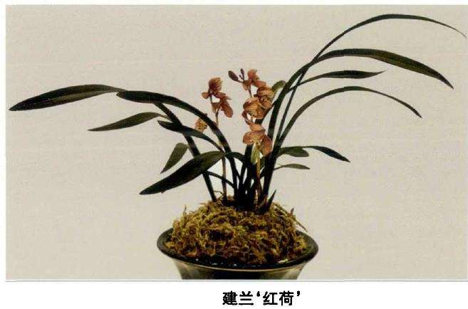 北京世园会兰花国际竞赛