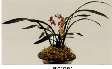 2019年 北京世园会兰花国际竞赛