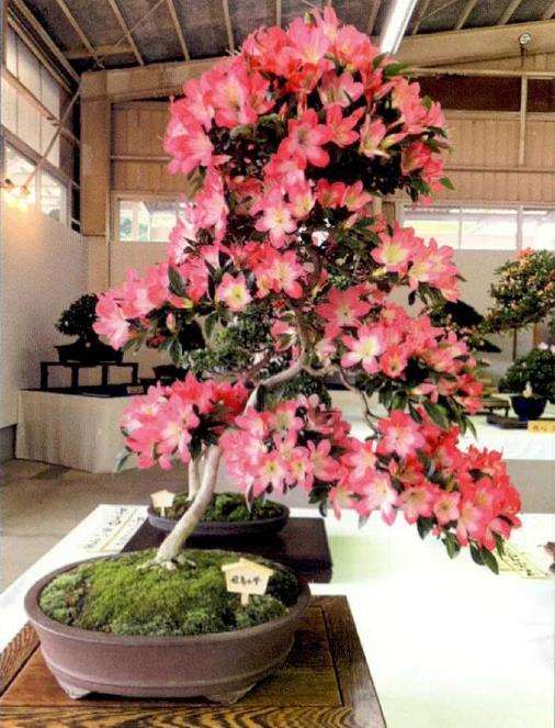 第48回鹿沼皋月杜鹃展盆景作品选登