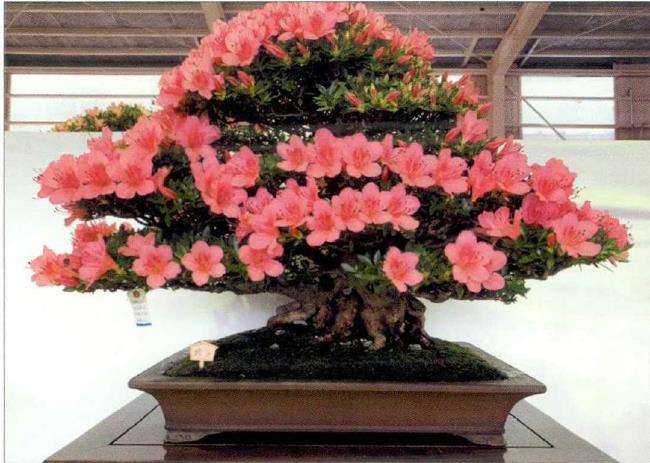第48回鹿沼皋月杜鹃展盆景作品选登