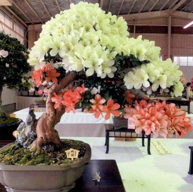 第48回鹿沼皋月杜鹃展盆景作品选登