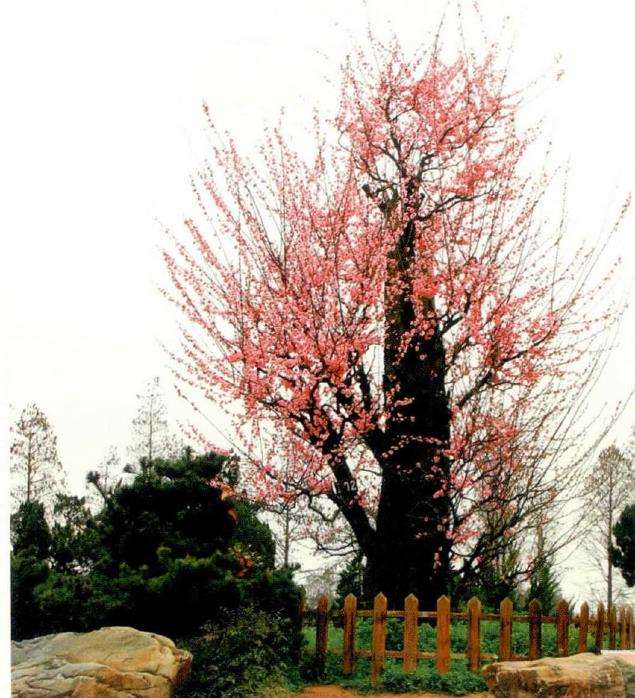 古梅树怎么复壮