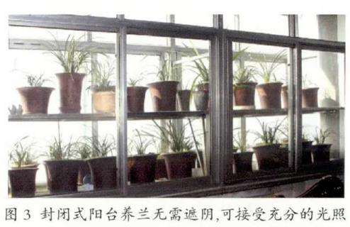 秋季兰花怎么浇水施肥的3个方法