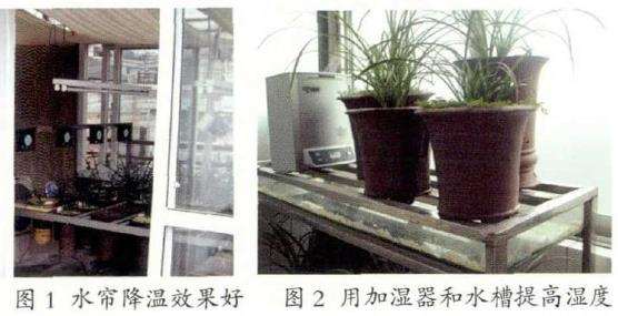 秋季兰花怎么浇水施肥的3个方法