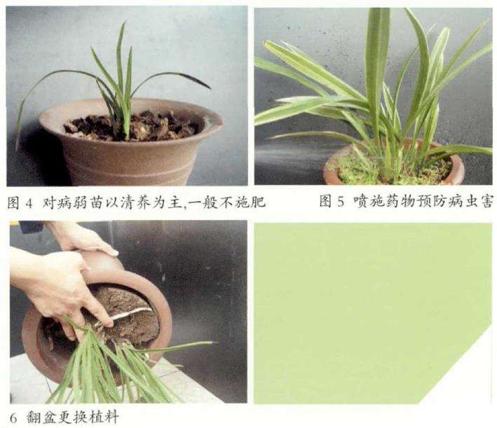 秋季兰花怎么浇水施肥的3个方法