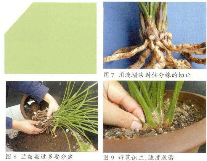 根据兰花苗情适时换盆分株的方法