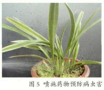 为什么秋季是引种兰花的最佳季节