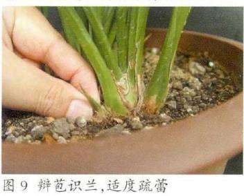 为什么秋季是引种兰花的最佳季节