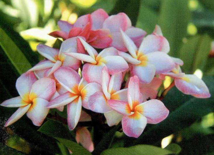 鸡蛋花怎么浇水施肥的3个方法 图片